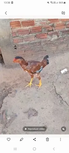 Vendo