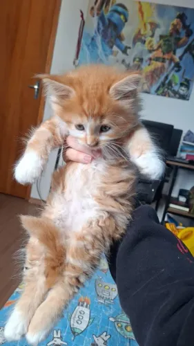 Filhotes de Maine Coon disponíveis a pronta entrega