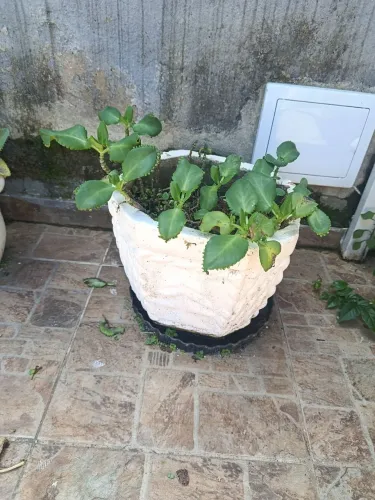 Vaso de Planta