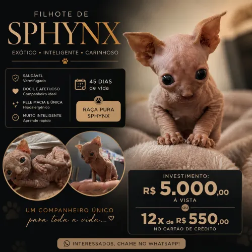 Sphynx MACHO