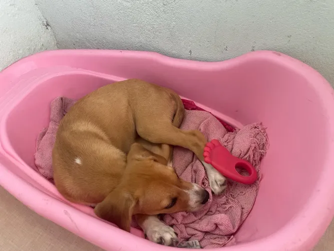 Cachorro