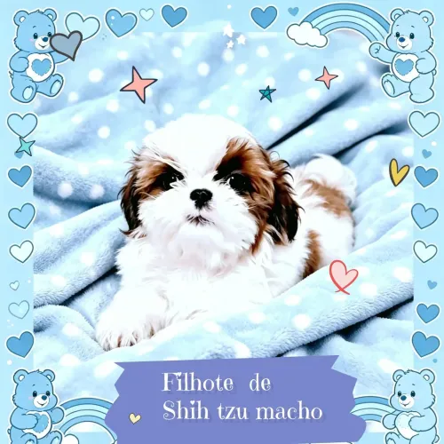 Lindíssimo filhote de shih tzu macho  