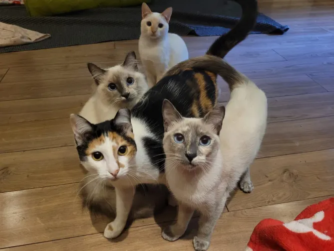 Diversos gatinhos para adoção - castrados/vacinados - São Paulo (ZN)
