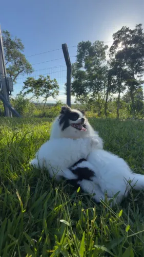 Lulu da Pomerânia (Spitz Alemão) - Fêmea com Pedigree