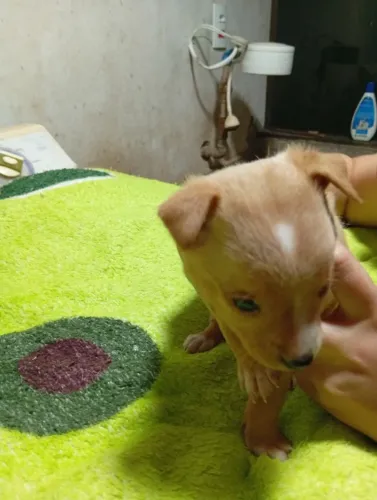 Cachorro macho Pincher.