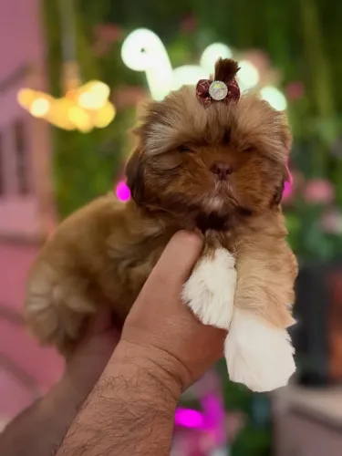 Shih tzu lindo machinho