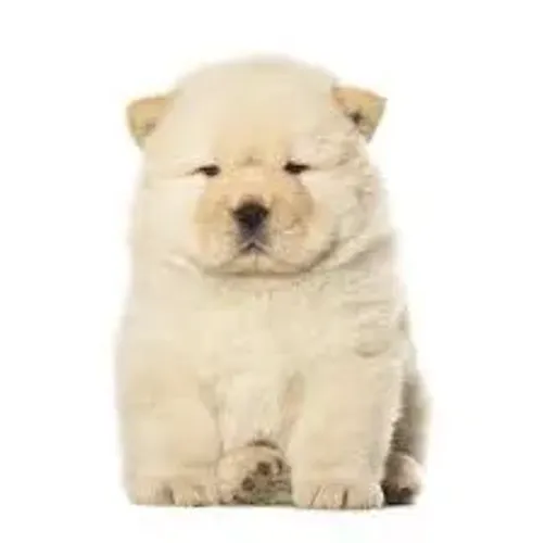 Filhote Chow-chow, Nada como um filhote para encher sua vida de alegria!
