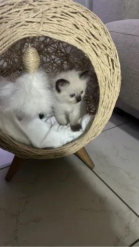 Cama para Gato Luxuosa