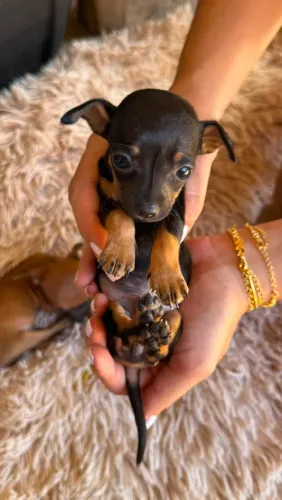 Pinscher macho