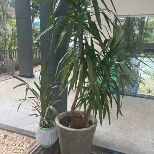 Yucca elephantipes, também conhecida como iuca-elefante ou iuca-gigante).
