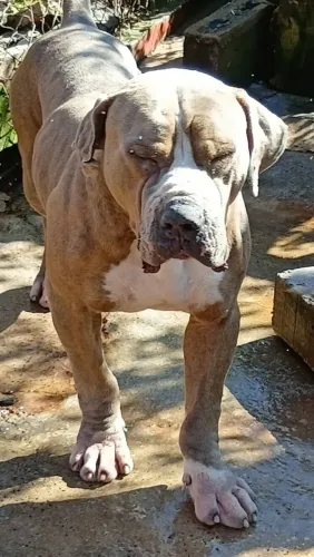 Pit Monster