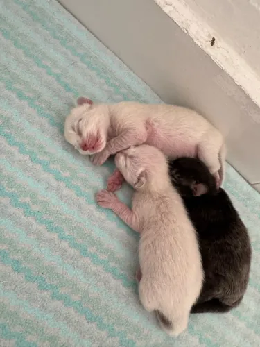 adoção de gatinhos