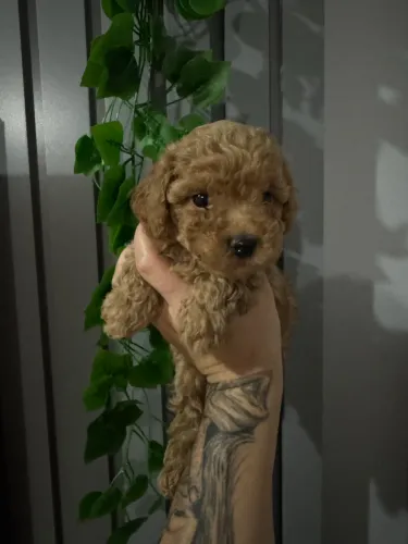 Filhote de Poodle Toy - Super Pequeno e Amoroso