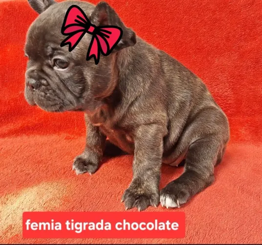 Buldogue francês 