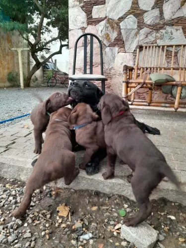 Cães Labradores