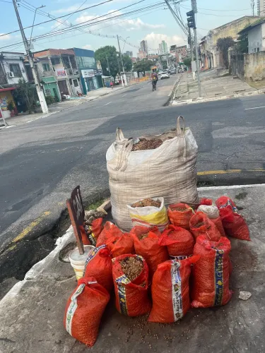 Caroço seco de Açaí