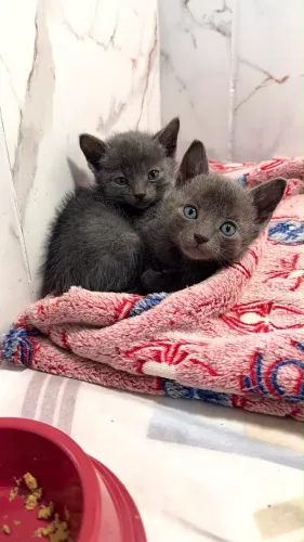 Filhotes russian blue
