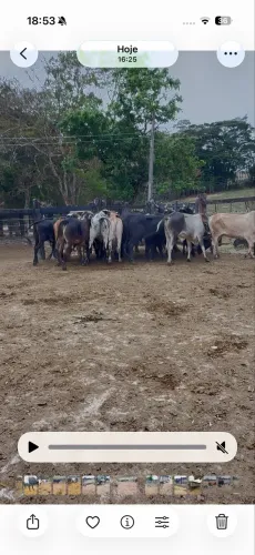 Bois de pasto 12 a 13@
