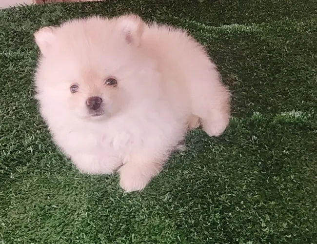 Filhotes Spitz Alemão