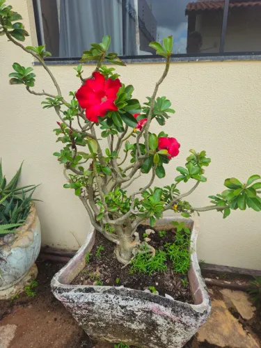 Vaso grande de rosa do deserto 