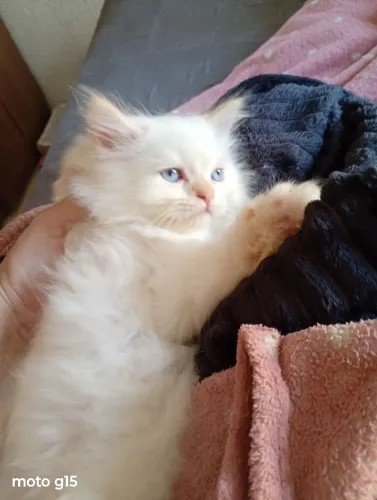 Gato