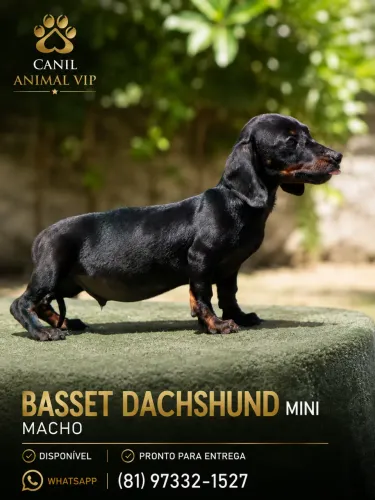 Basset salsichinha