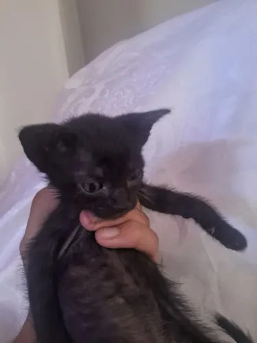 Estou doando esses 3 gatos 