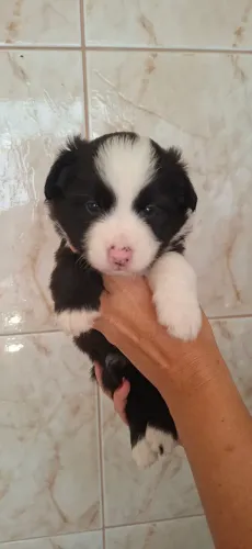 Filhotes de border collie