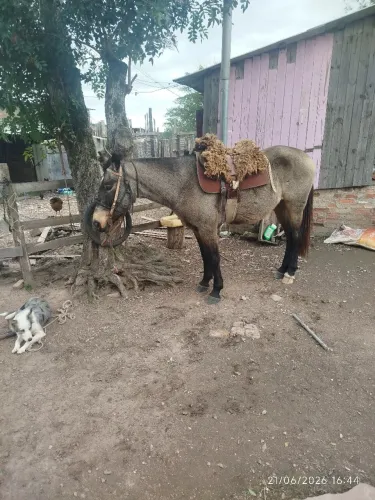 Cavalo domado manso whats *