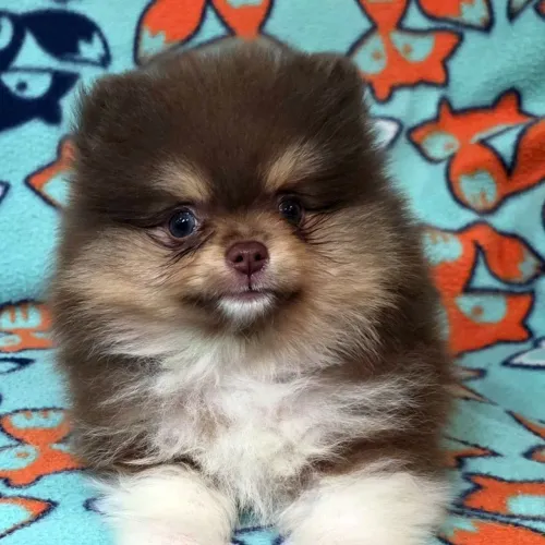 Lulu Da Pomerania: Vacinado e Vermifugado
