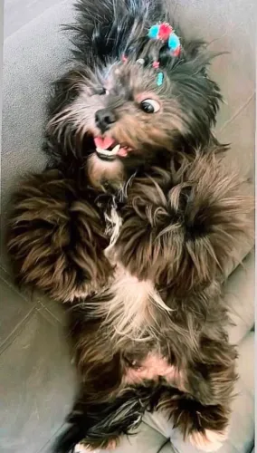 Filhote de shih tzu