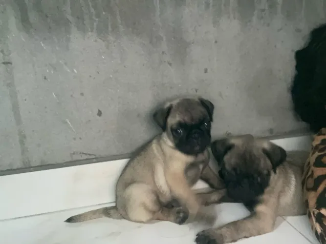 Pug