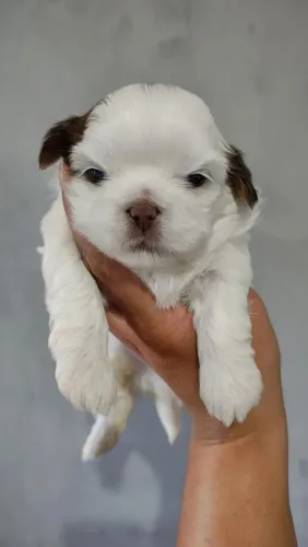 Shih Tzu Macho