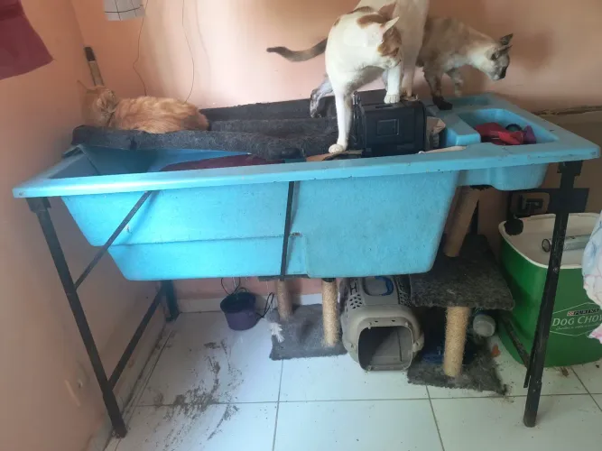 Banheira para pet shop