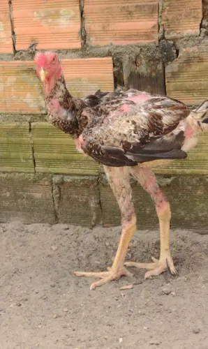 Frango 