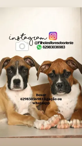 Última femea boxer Insta gram @filhotesfloresdooriente