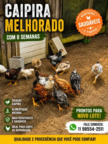 Franguinho caipira melhorado