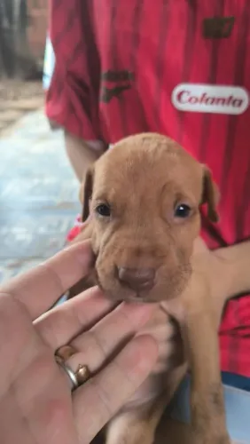 Vendo filhote de Pitbull 