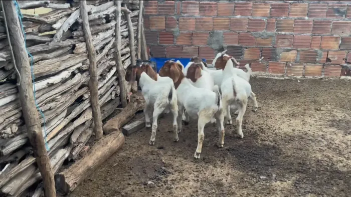 Cabritos, bode, caprinos Boer 