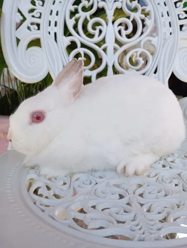 Anão Netherland Dwarf