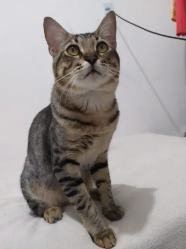 gato para adoção responssávcel