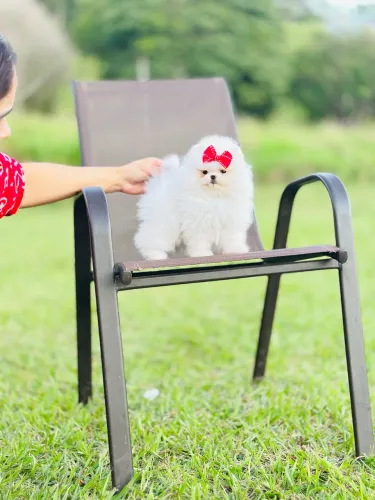 Lulu da pomerania