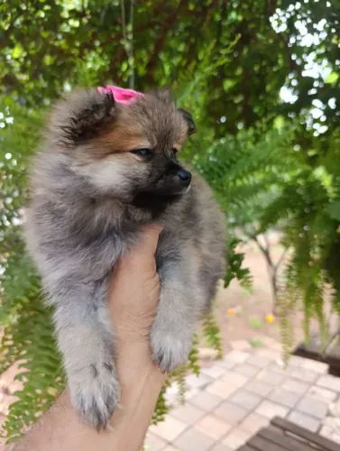 Lulu da Pomerânia