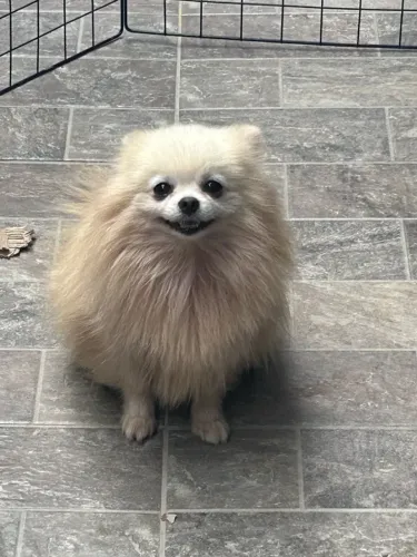 Lulu da pomerania 