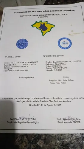 Vende-se  pastor alemão capa preta 