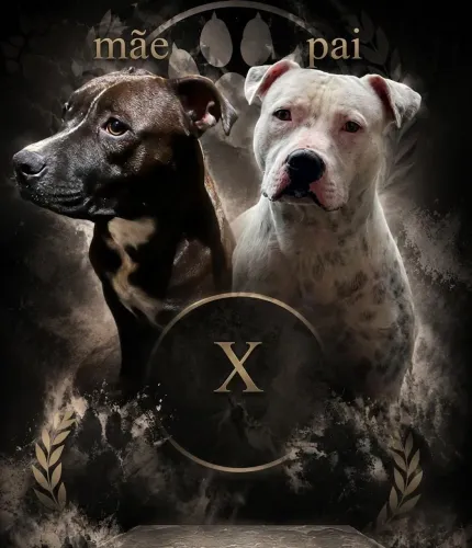 Pitbull Filhote