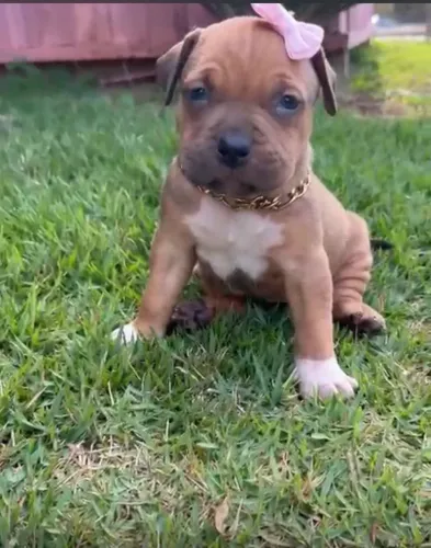 Pit moster