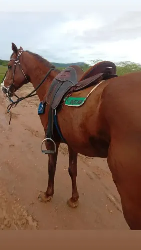 Cavalo