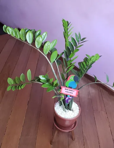 Vaso com planta decorativa Zamioculca 