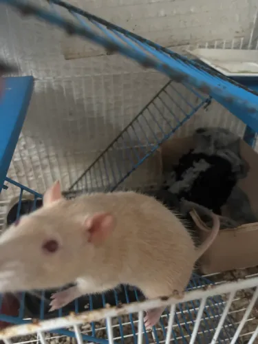Gaiola e Ratinha twister